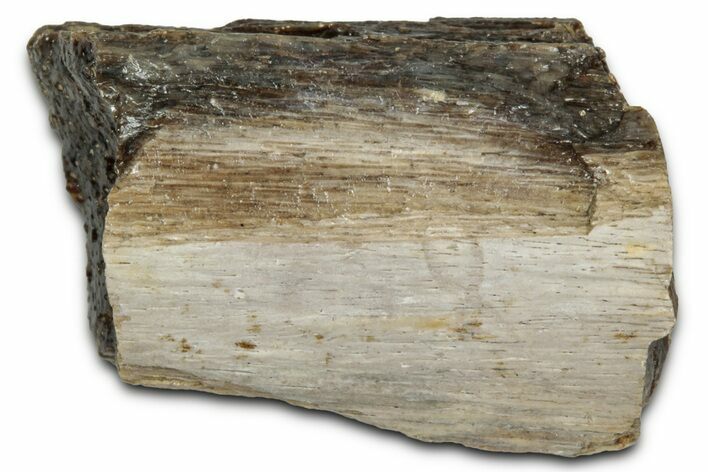 Fossil Tyrannosaur (T rex) Bone Section - Wyoming #352748